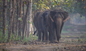 Big Relief for Vantara: Supreme Court SIT Gives Clean Chit in Animal Probe